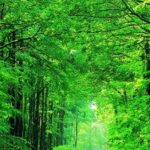 Top best green nature wallpaper hd HD Download