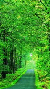 Top best green nature wallpaper hd HD Download