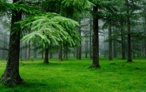 Top best green nature wallpaper hd free Download