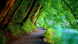 Top best green nature wallpaper hd Download