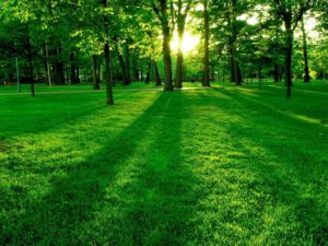 Download best green nature wallpaper hd HD