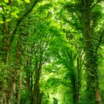Download best green nature wallpaper hd HD