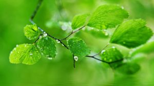 Top best green nature wallpaper hd 4k Download