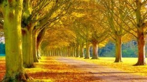 Top best scenery background images Download