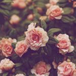 Top best wallpapers flowers desktop 4k Download
