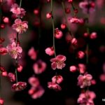 Download best wallpapers flowers desktop HD