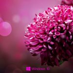 Top best wallpapers flowers desktop HD Download