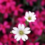 Top best wallpapers flowers desktop free Download