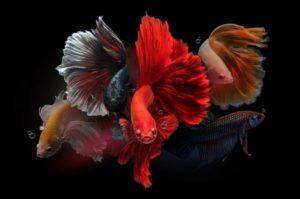 Top betta fish background 4k Download