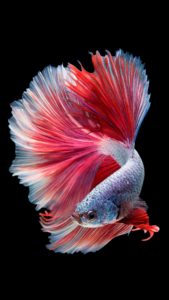 Download betta fish background HD