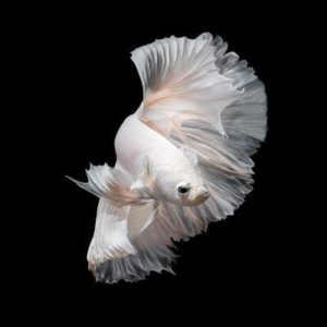 Download betta fish background HD