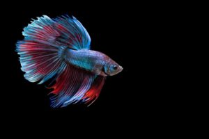 Top betta fish background 4k Download