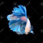 Top betta fish background HD Download