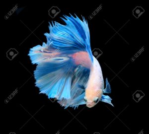 Top betta fish background HD Download