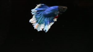 Top betta fish background HD Download