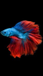 Top betta fish background free Download