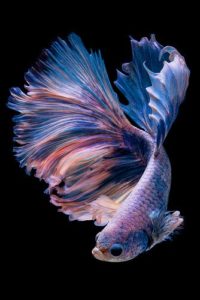 Download betta fish background HD