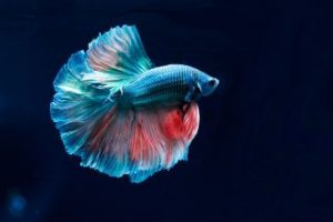 Download betta fish background HD