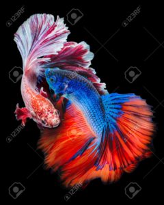 Top betta fish background free Download