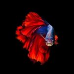 Download betta fish background HD