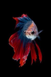 Top betta fish background HD Download