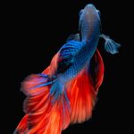 Top betta fish background 4k Download