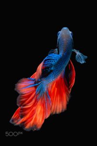 Top betta fish background 4k Download