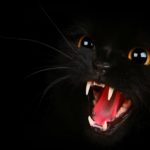Download black cat 3d wallpaper HD