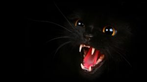 Download black cat 3d wallpaper HD