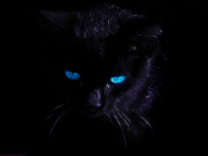 Top black cat 3d wallpaper HD Download