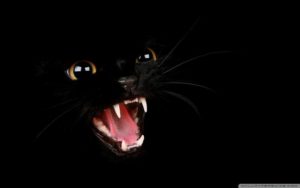 Top black cat 3d wallpaper HD Download