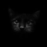 Top black cat 3d wallpaper HD Download