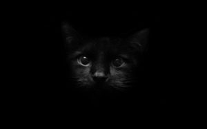 Top black cat 3d wallpaper HD Download