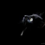 Download black cat 3d wallpaper HD