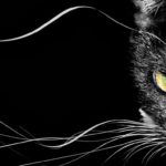 Top black cat 3d wallpaper free Download