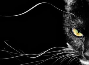 Top black cat 3d wallpaper free Download