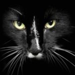 Top black cat 3d wallpaper 4k Download
