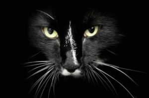 Top black cat 3d wallpaper 4k Download