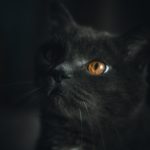 Top black cat 3d wallpaper 4k Download