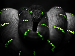 Top black python wallpaper 4k Download