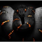 Download black python wallpaper HD