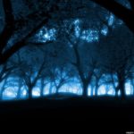 Top blue forest background 4k Download