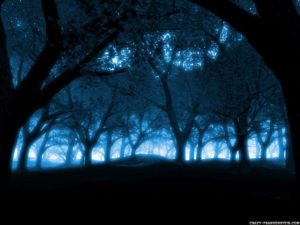 Top blue forest background 4k Download