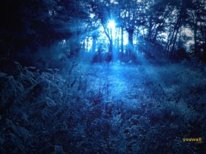 Download blue forest background HD