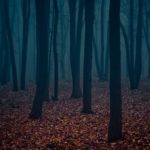 Download blue forest background HD