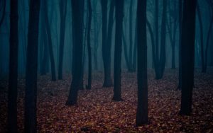 Download blue forest background HD