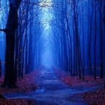 Top blue forest background HD Download