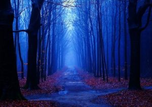 Top blue forest background HD Download