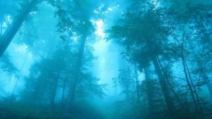 Top blue forest background Download