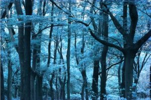 Download blue forest background HD